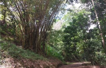 BEAUTIFUL LOT IMMERSED IN NATURE 5 MINUTES FROM THE CENTER OF JACO