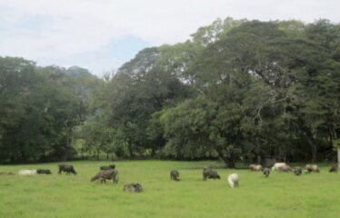 FOR SALE Beautiful Farm in Jicaral, Puntarenas