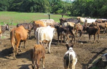 FOR SALE Beautiful Farm in Jicaral, Puntarenas