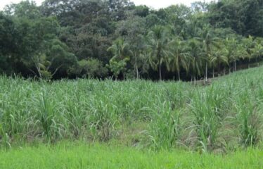 FOR SALE Beautiful Farm in Jicaral, Puntarenas